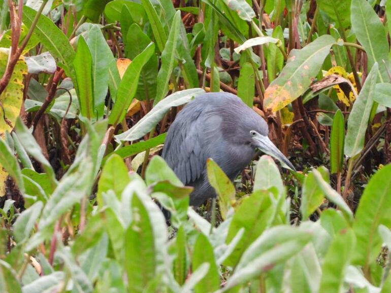 Garza azul, nueva ave registrada en el humedal El Burro