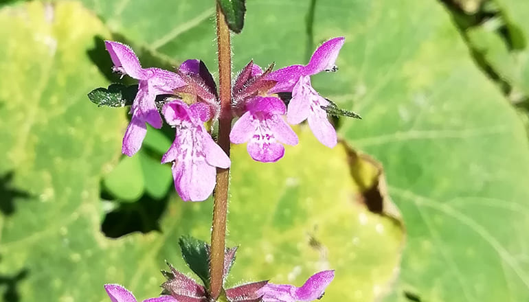 Limpiafrasco, especie de flora