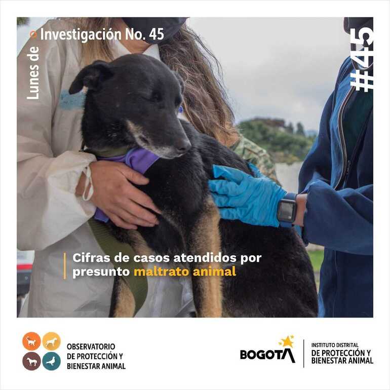 Pieza gráfica: Cortesía de Instituto de Protección y Bienestar Animal. Pieza sensibilización maltrato animal