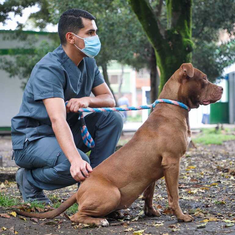 Fotografía donde persona tiene un perro pitbull