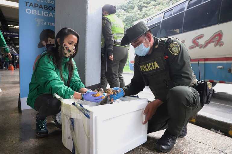 Profesional de la Secretaría de Ambiente y policía revisan una nevera con carne de animales silvestres.