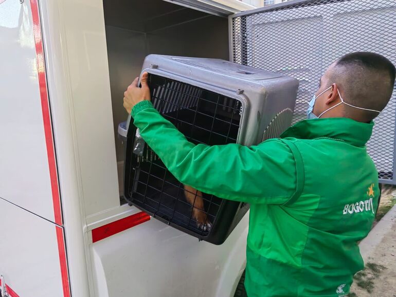 Funcionario atendiendo animales en vehículo