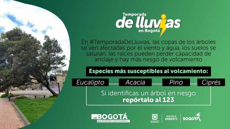 Pieza informativa árboles en riesgo