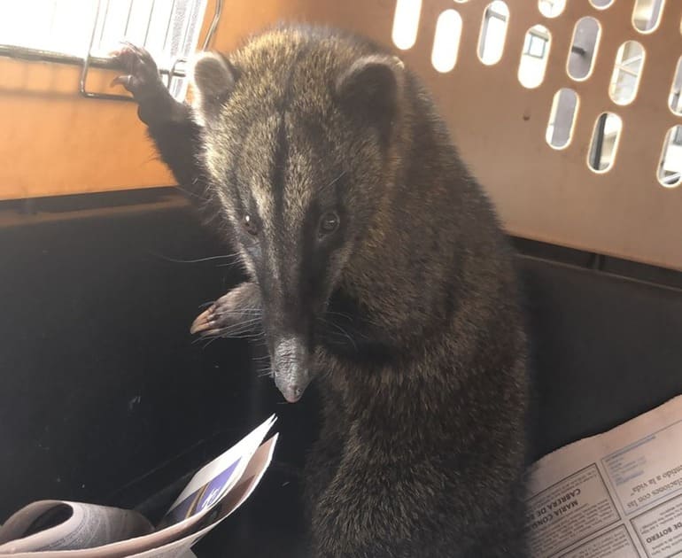 El coatí una vez recuperado por la Secretaría de Ambiente y Bomberos.