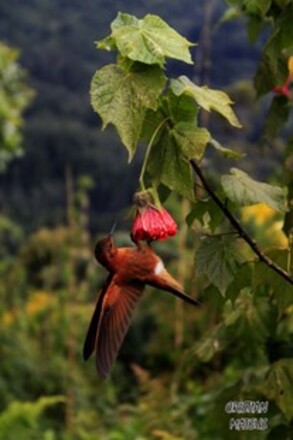 Colibrí paramuno