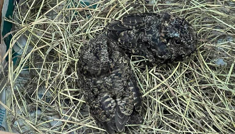 Día Internacional de la Biodiversidad 2023