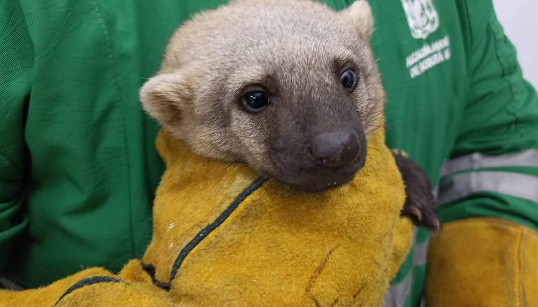 Rehabilitan una tayra (mamífero) en Bogotá