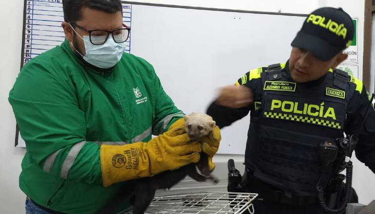 El mamífero fue entregado en la localidad de Suba