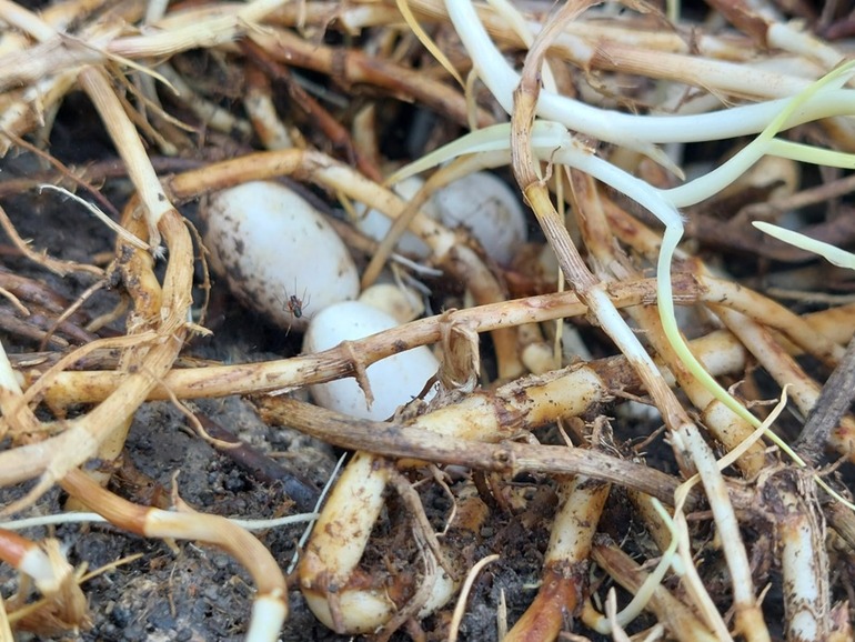 huevo serpiente sabanera