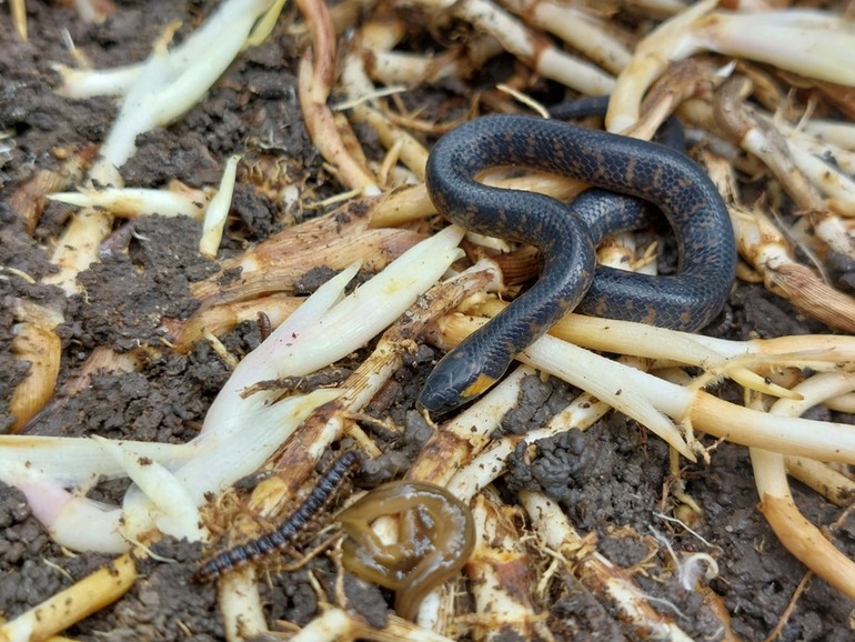 Serpiente sabanera pone huevos en área protegida de Bogotá