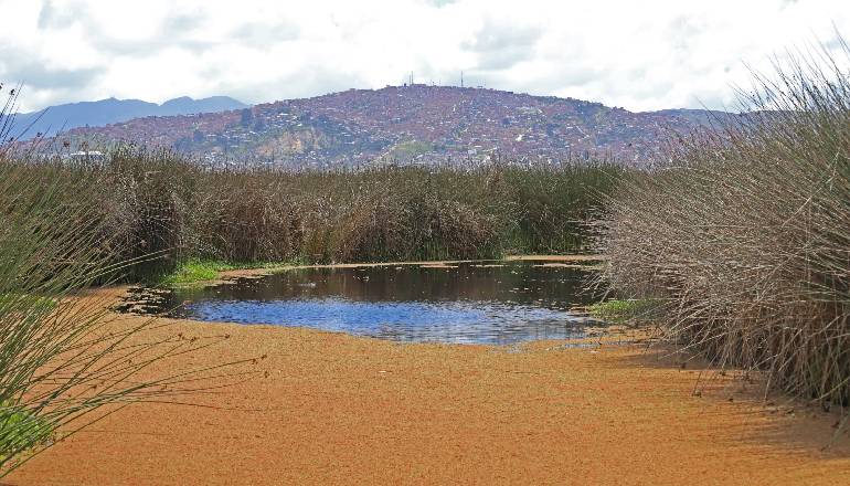 Humedal Tibanica en Bogotá
