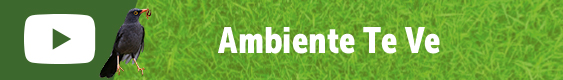 ambiente tv
