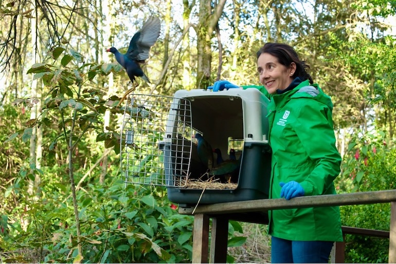 Adriana Soto, secretaría de Ambiente liberando aves en el humedal Córdoba. Foto: Comunicaciones SDA.
