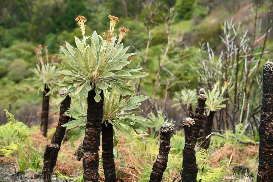 Frailejón parque Entrenubes