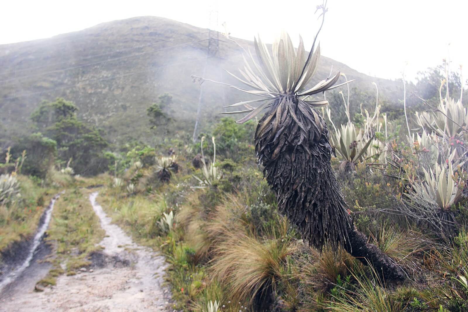 Foto frailejon