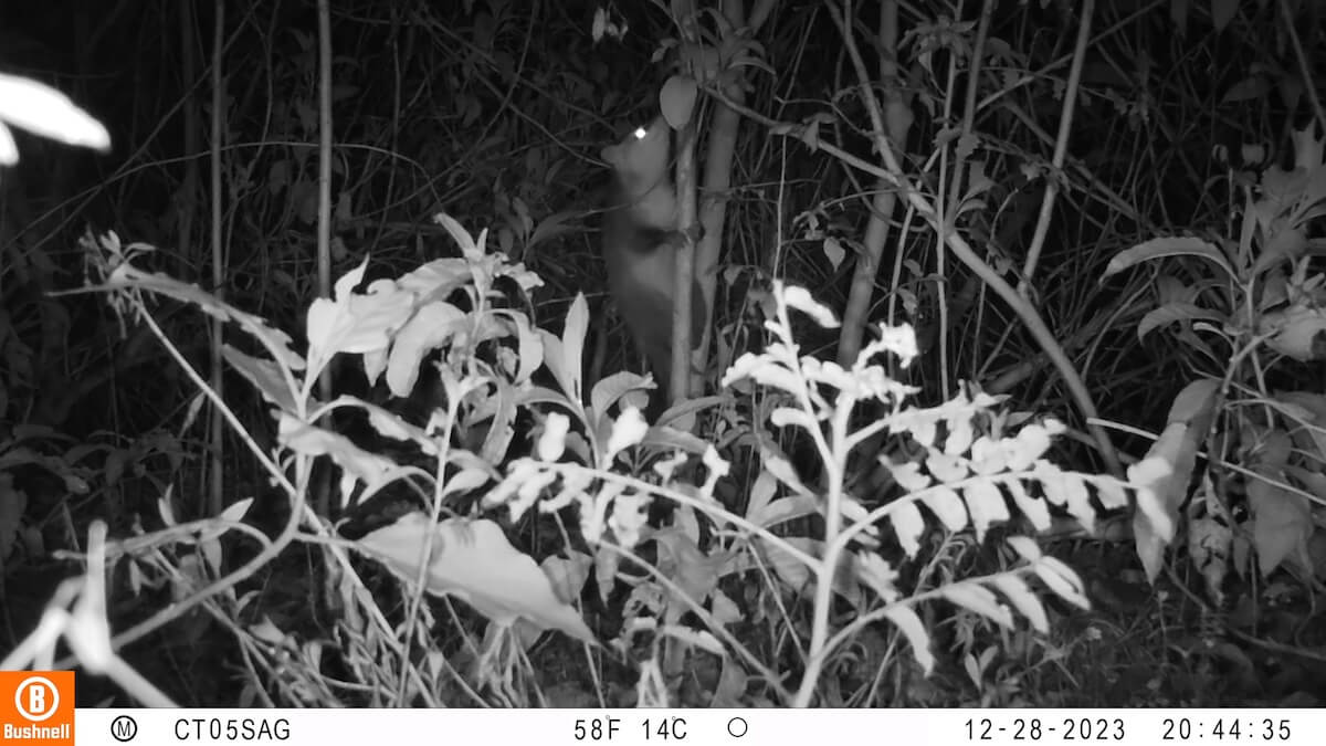 Cámaras nocturnas captan abundante actividad de zarigüeyas en la reserva Thomas van der Hammen