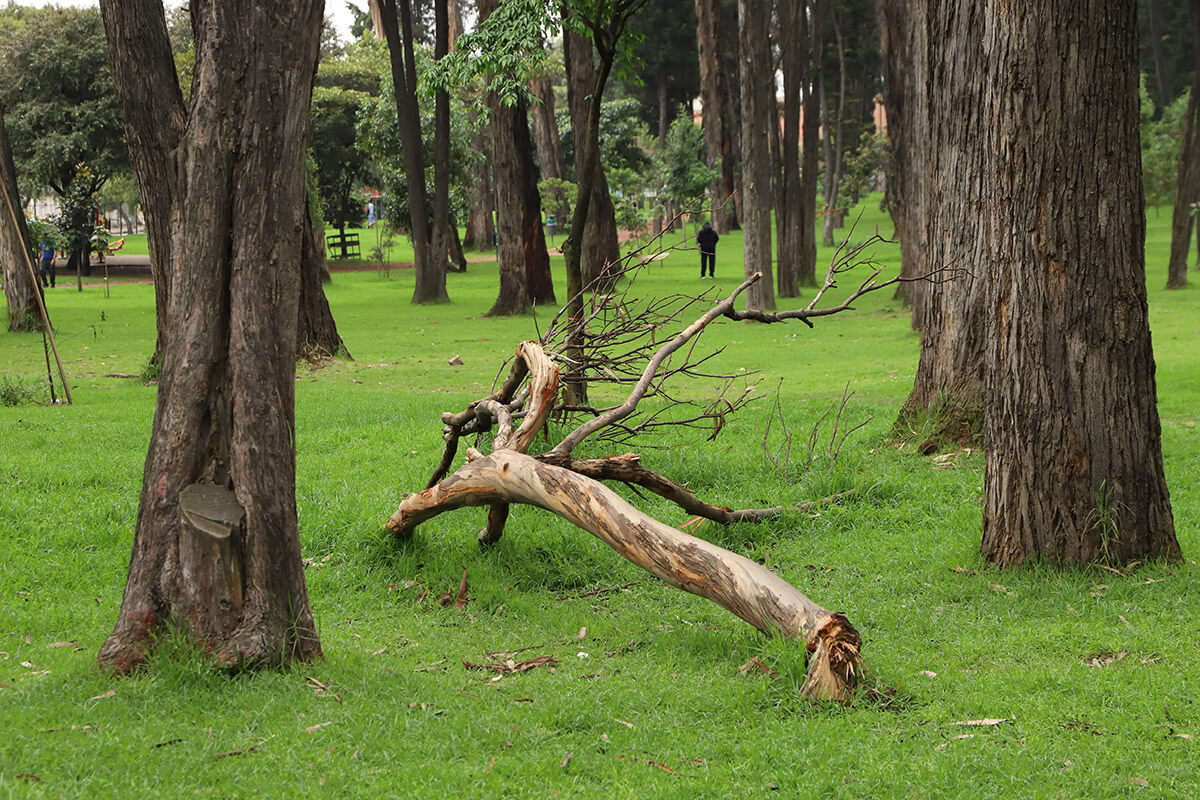 Arbol caido