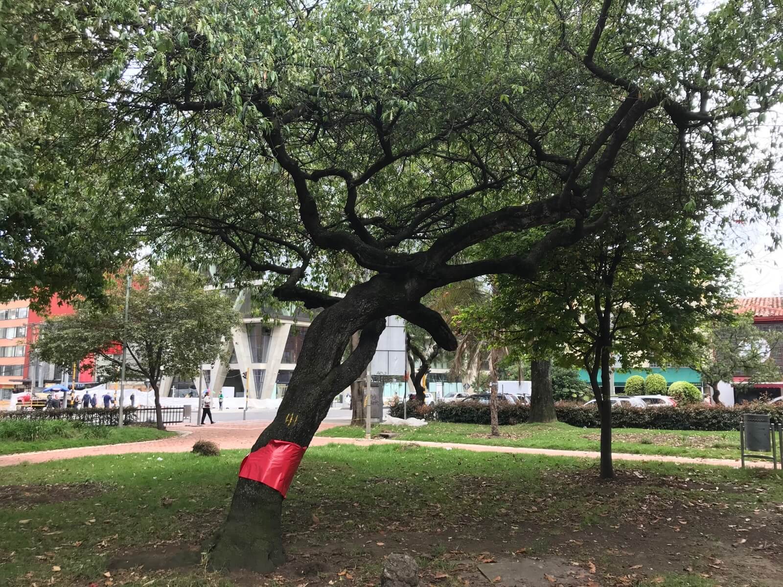 Bogotá refuerza monitoreo de árboles ante aumento de lluvias