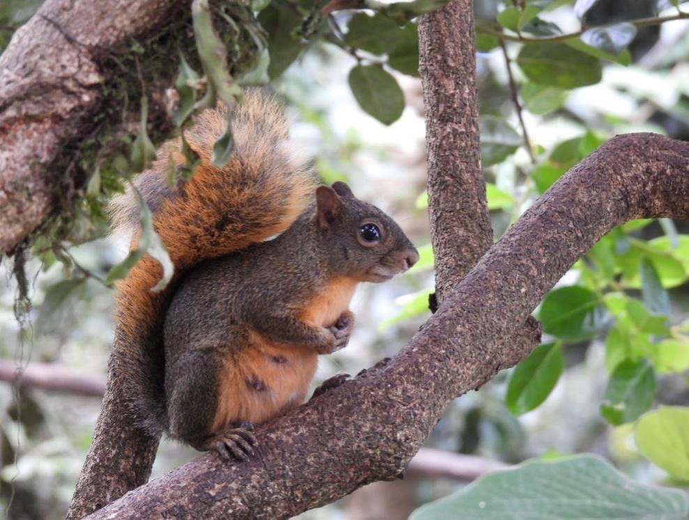 Secretaría de Ambiente presenta 'Bogotá Silvestre': una guía para conocer la fascinante fauna de la ciudad