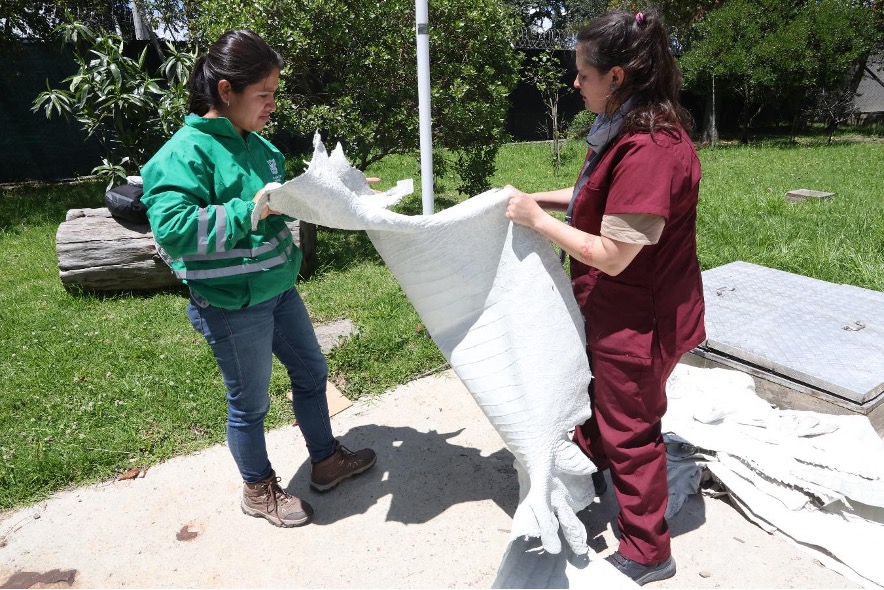 Autoridades incautan más de 130 kilos de pieles de fauna silvestre en operación contra el tráfico ilegal en Bogotá