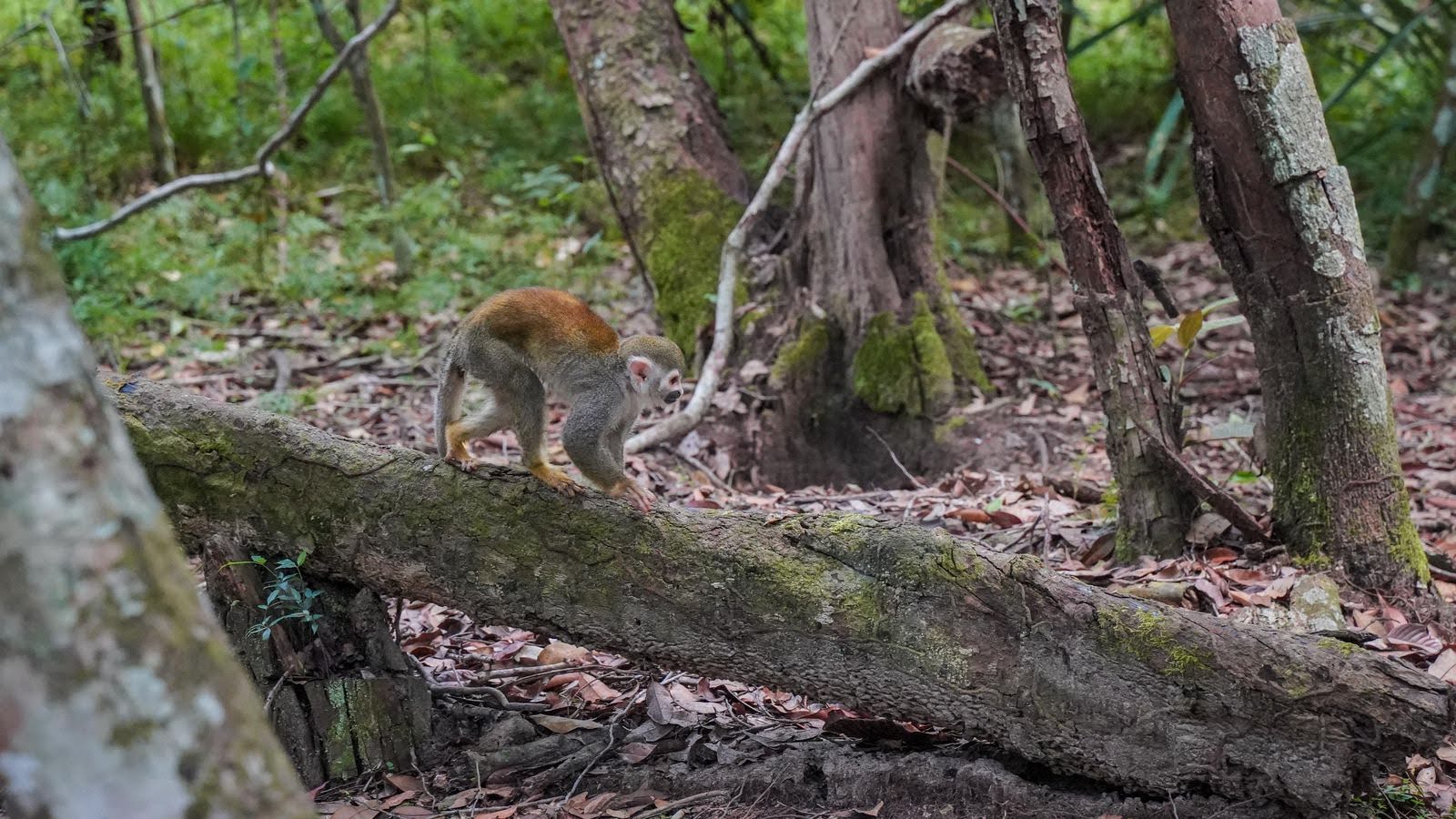 Liberados animales silvestres extraídos de su hábitat por redes de tráfico