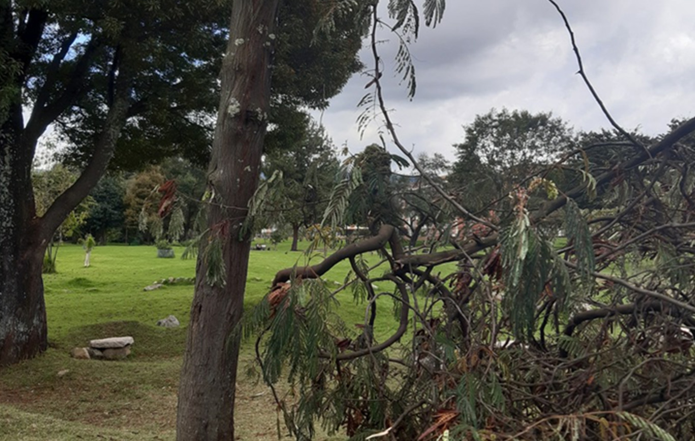 ¡Cuidado con los árboles en riesgo! Por las lluvias de inicio de noviembre se han caído 21 árboles en Bogotá