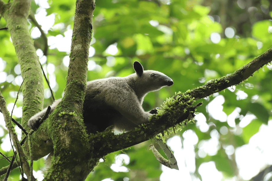 Oso hormiguero