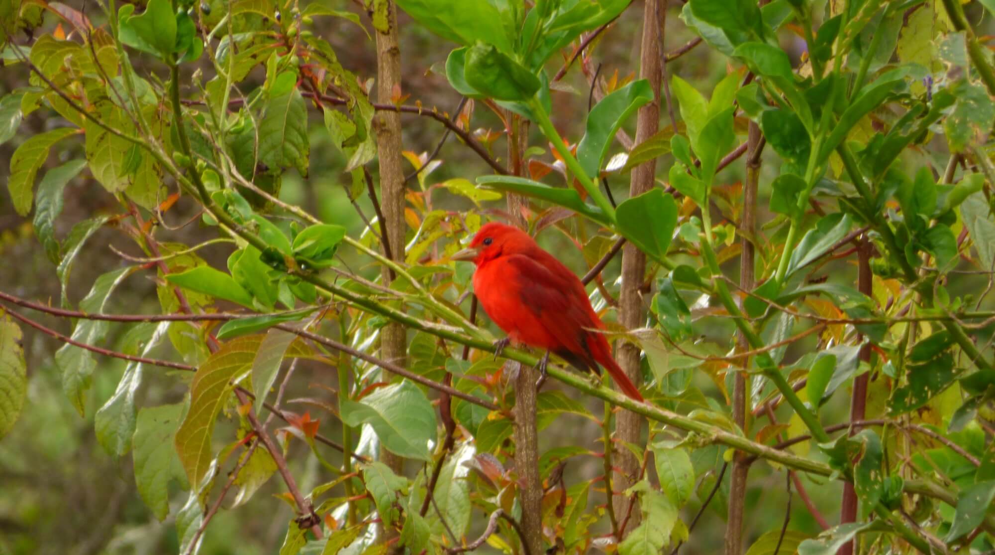 Bogotá recibirá a más de 40 especies de aves en esta temporada migratoria