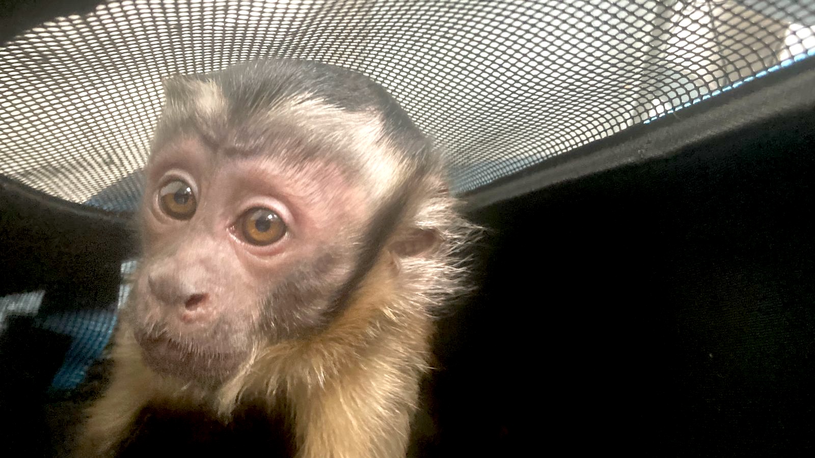 Bogotá recupera 30 animales vivos y 3.4 kilos de productos de fauna silvestre durante Semana Santa