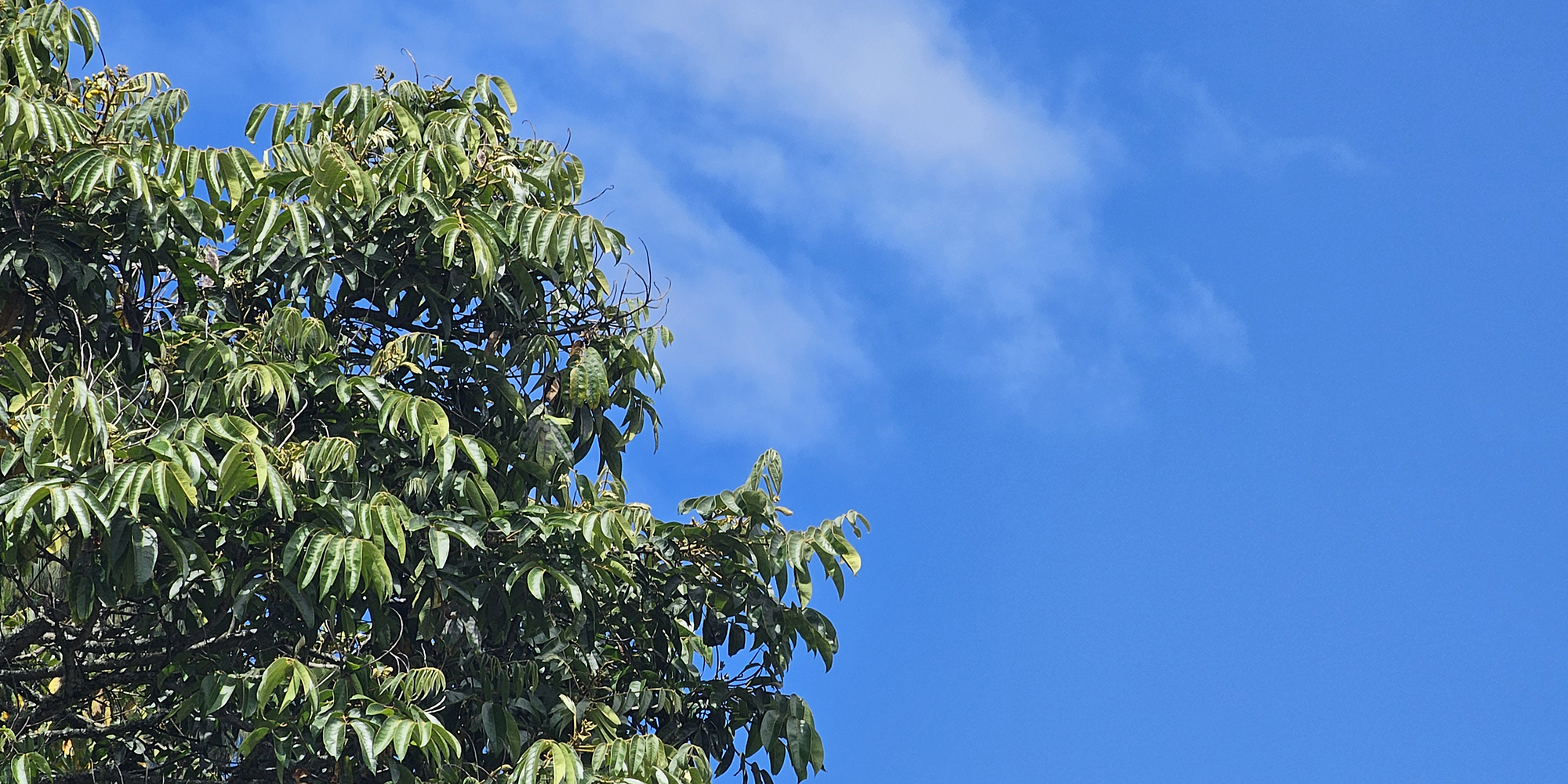 Techos verdes y jardines verticales en Bogotá