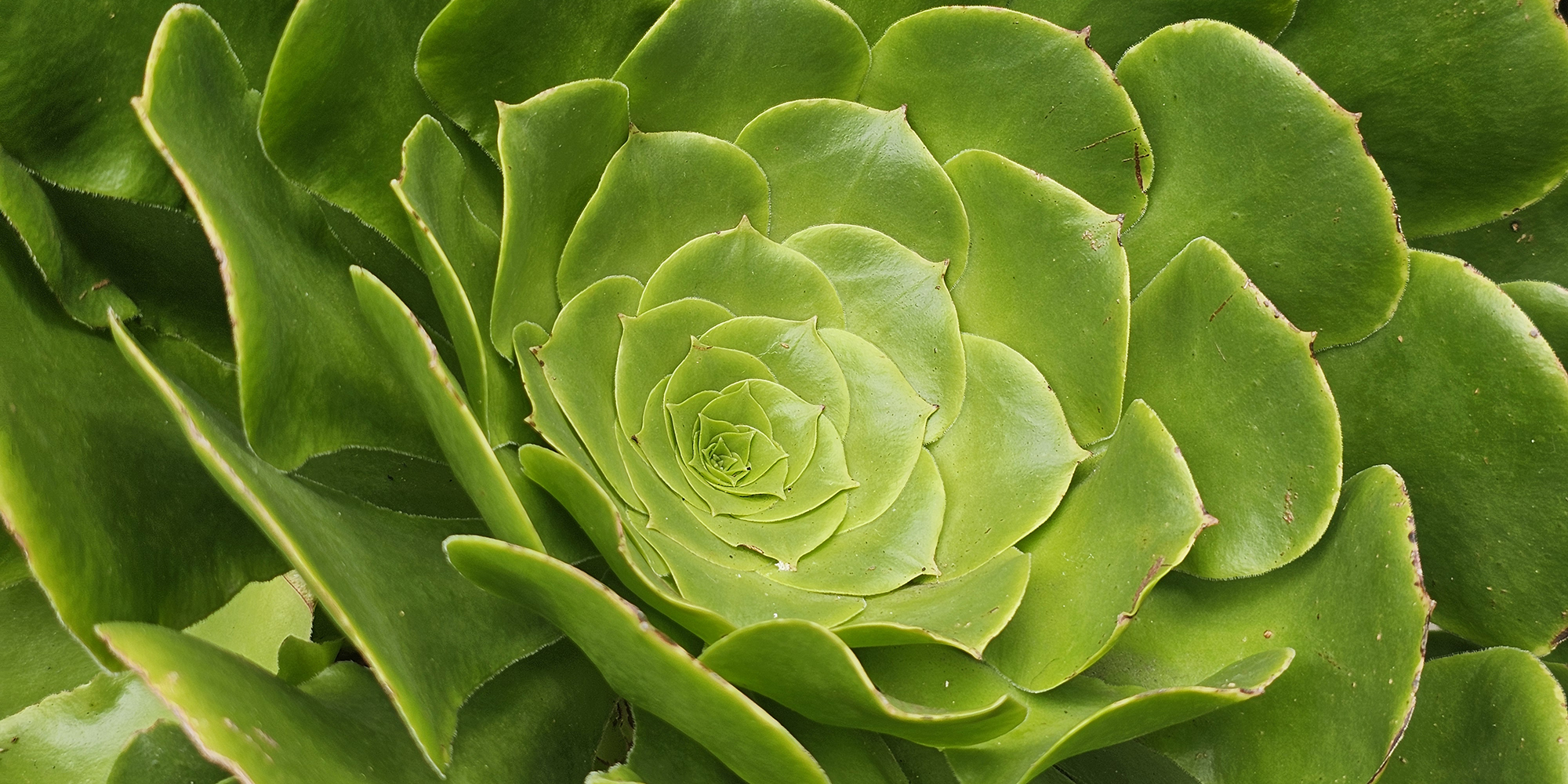 Cartucho flor