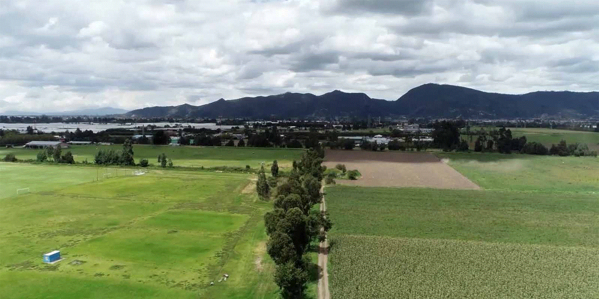 Beneficios ambientales del arbolado urbano en Bogotá