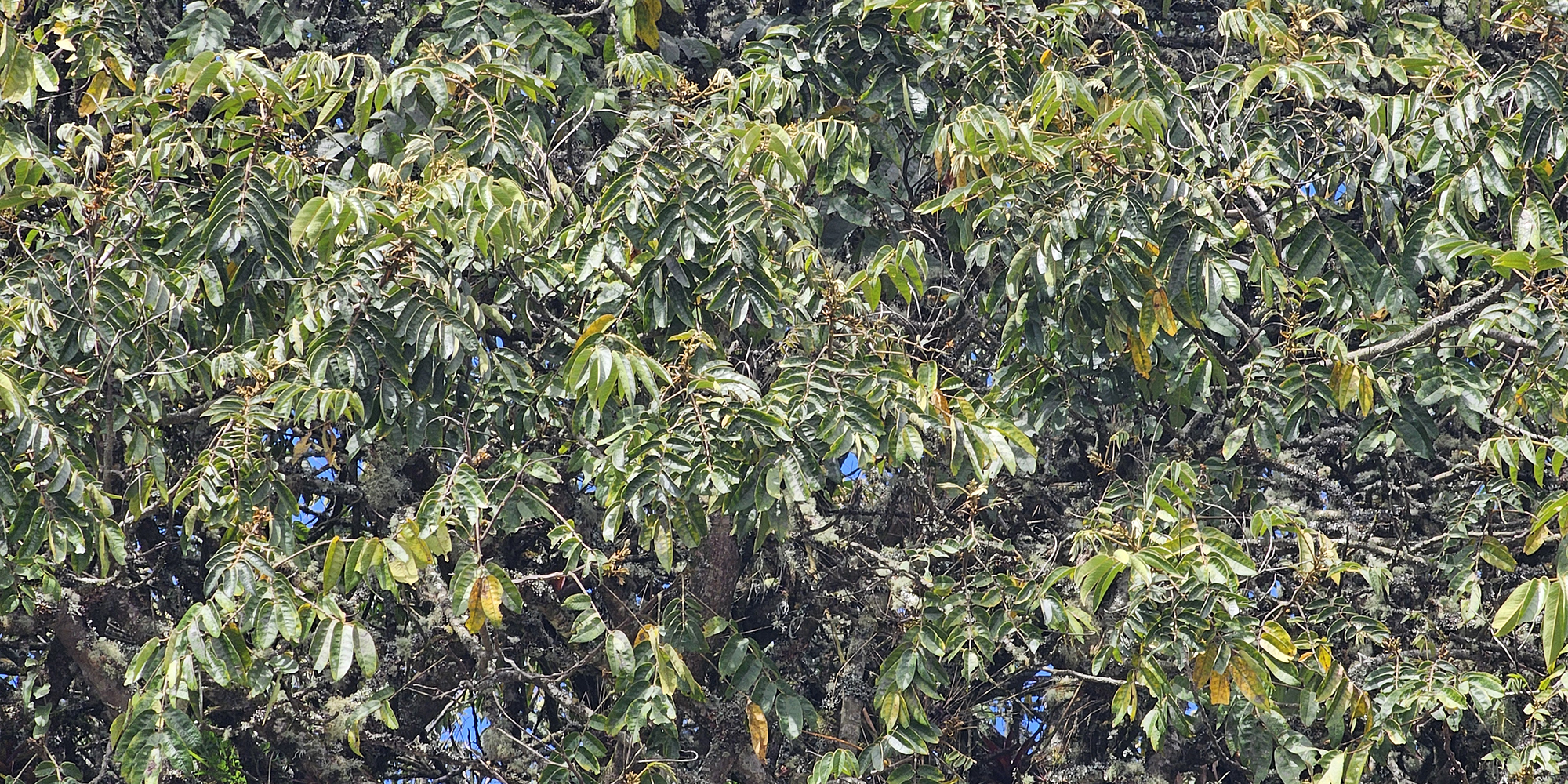Instrumentos de planeación ambiental de Bogotá